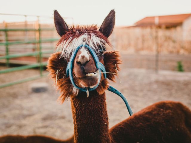 Alpaki–oryginalny pomysł na biznes